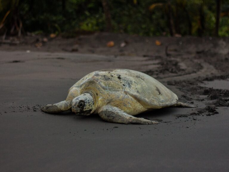 Tortuguero en Costa Rica... Las tortugas marinas lloran cuando ponen los huevos junto al mar. O eso dicen… ¿Quién no ha soñado en comprobarlo alguna vez en directo?