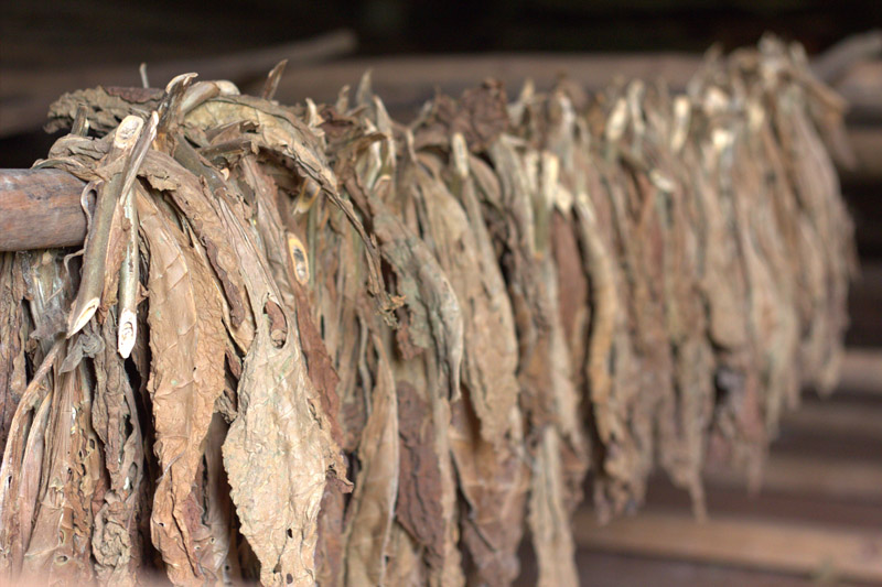 Secadero de hojas de tabaco para los mejores puros de Cuba