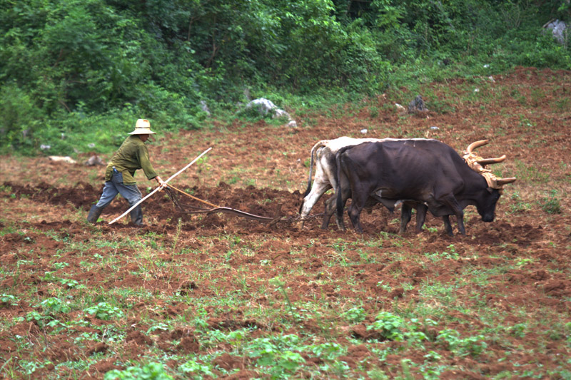 Guajiro labrando la tierra con bueyes