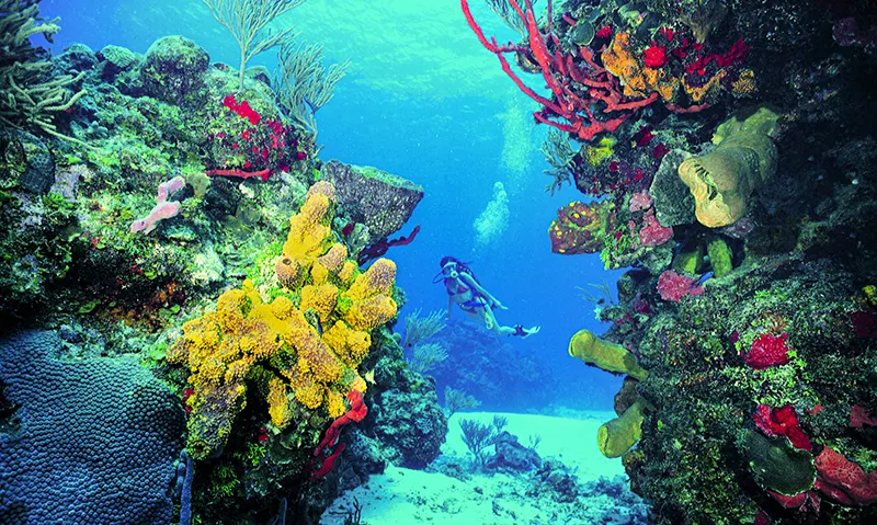 Declarada Pueblo Mágico en 2015, Isla Mujeres flota sobre un mar Caribe de aguas turquesa cristalinas, un rincón de la naturaleza que regala amaneceres y atardeceres espectaculares.