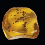 La ruta del ámbar en República Dominicana: historia, ciencia y cine