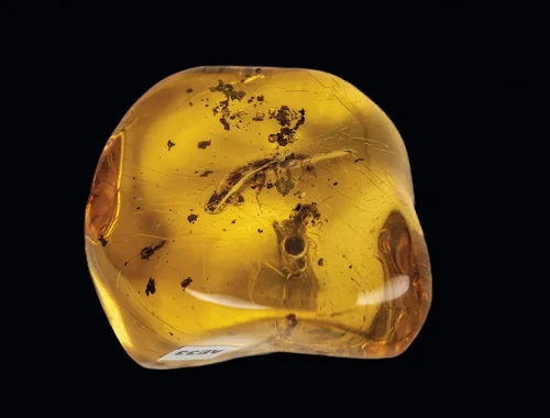 La ruta del ámbar en República Dominicana: historia, ciencia y cine