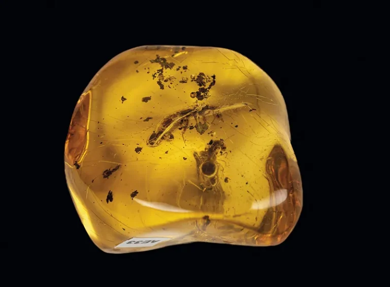 La ruta del ámbar en República Dominicana: historia, ciencia y cine