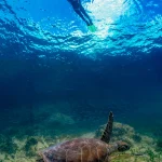 Bonaire: un santuario submarino en el Caribe