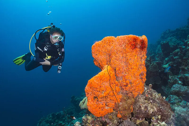 Bonaire: un santuario submarino en el Caribe