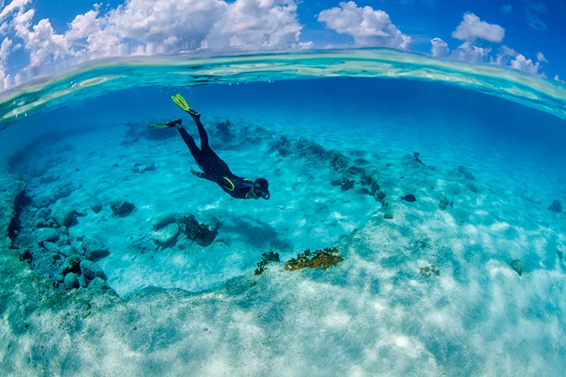 Bonaire: un santuario submarino en el Caribe