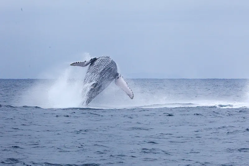 Puerto López, un destino ideal para disfrutar de turismo de playa y del avistamiento de ballenas en la costa ecuatoriana