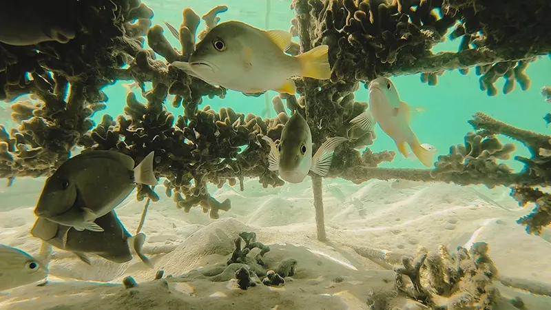 Bajo las aguas de Boca Chica: la batalla silenciosa para devolverle la vida al Caribe