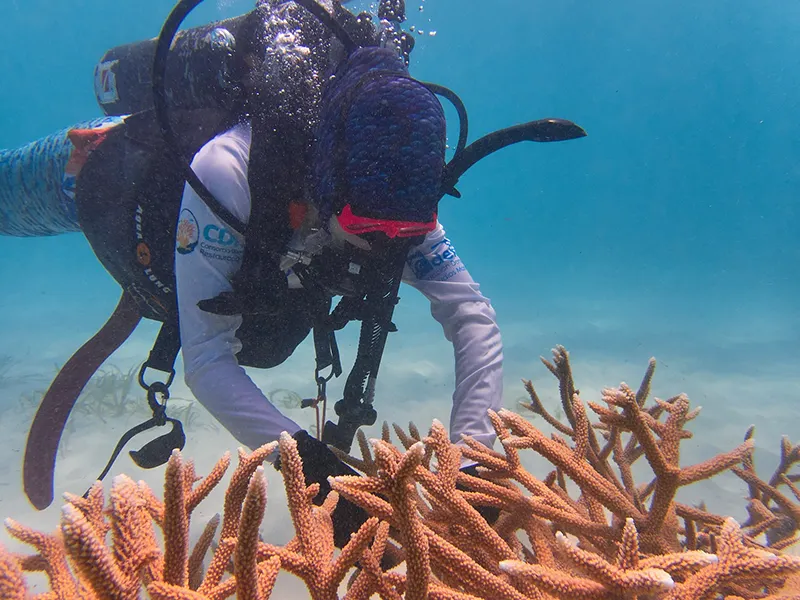 Vivero de Coral submarino diseñado para cultivar y restaurar fragmentos de arrecife de coral de la Fundación Cap Cana. Vivero de Coral submarino diseñado para cultivar y restaurar fragmentos de arrecife de coral de la Fundación Cap Cana.