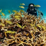 Bajo el azul del Caribe: La batalla por salvar los arrecifes de coral de República Dominicana