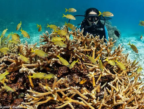 Bajo el azul del Caribe: La batalla por salvar los arrecifes de coral de República Dominicana