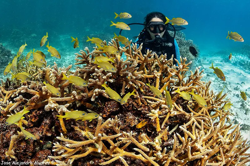 Bajo el azul del Caribe: La batalla por salvar los arrecifes de coral de República Dominicana