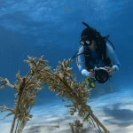 Rebecca García Camps: una vida bajo el mar para proteger el Caribe