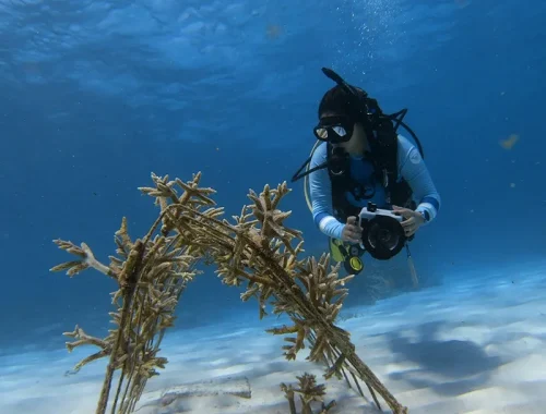 Rebecca García Camps: una vida bajo el mar para proteger el Caribe
