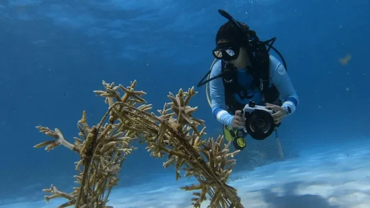 Rebecca García Camps: una vida bajo el mar para proteger el Caribe
