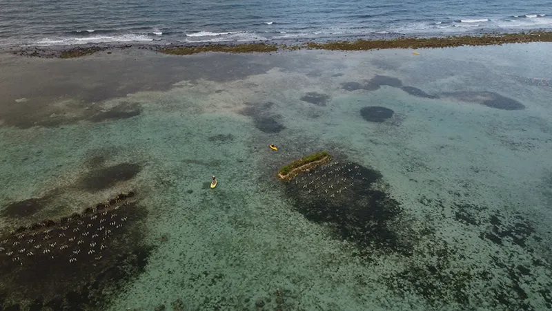 Siembra de bancos de coral
