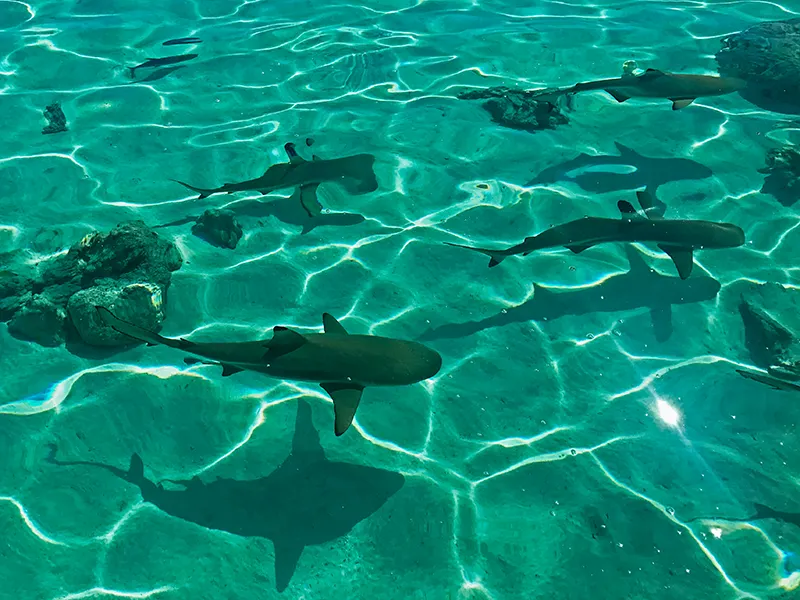 Shark Encounter