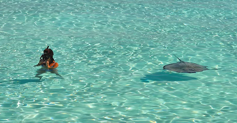 Stingray City Antigua