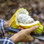 Canducito: Descubrir el valor del cacao dominicano desde su origen