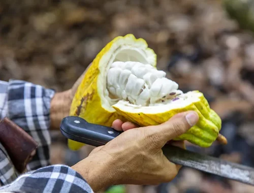 Canducito: Descubrir el valor del cacao dominicano desde su origen