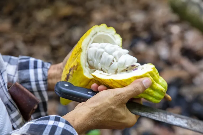 Canducito: Descubrir el valor del cacao dominicano desde su origen
