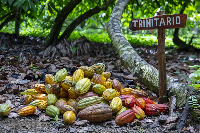 Mazorcas de cacao en diferentes fases de madurez cultivadas en la finca Mazorcas de cacao en diferentes fases de madurez cultivadas en la finca