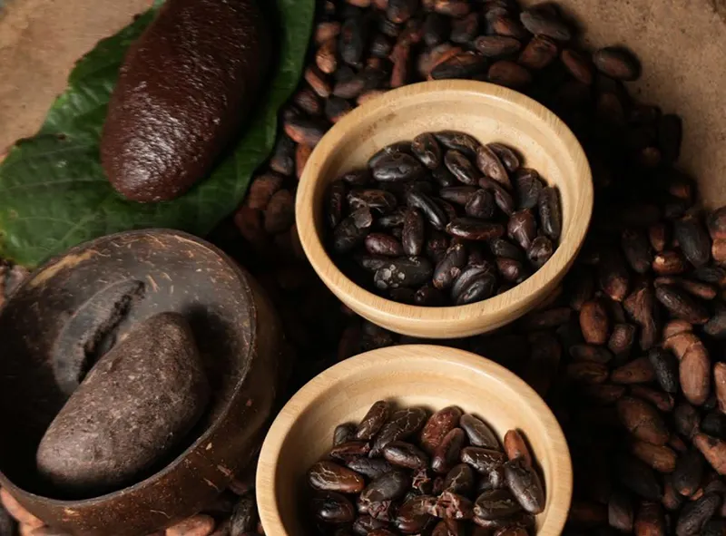 El grano de cacao dominicano, producto emblemático del país El grano de cacao dominicano, producto emblemático del país
